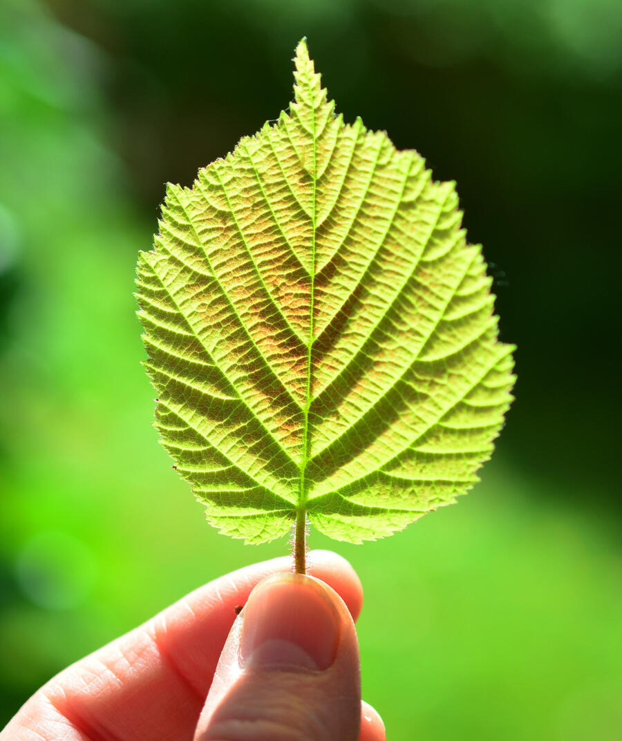Spiritual growth and sacred awareness A green leaf illuminated by sunlight, representing growth, wonder, contemplation, and the sacredness of ordinary life.